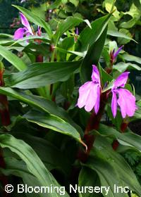 Roscoea purpurea